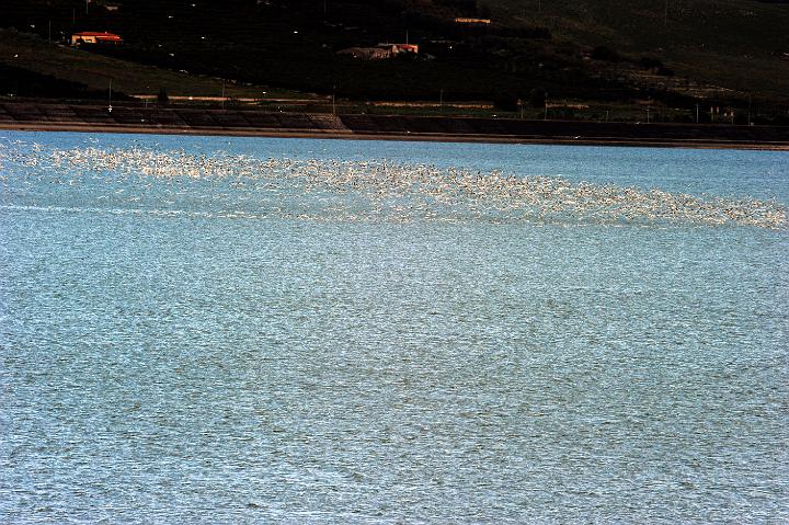 Biviere di Lentini 23.1.2011 (171).jpg